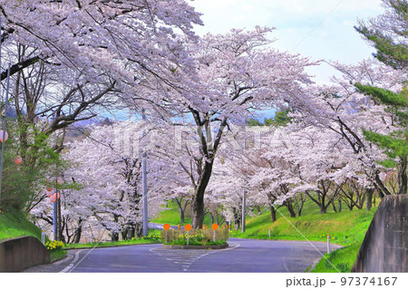 爽やかな青空と満開の染井吉野 97374167