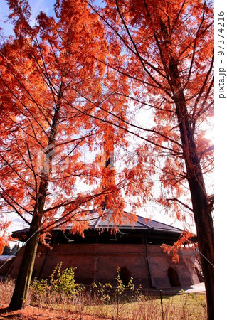 日本の近代化を下支えした…ホフマン式の煉瓦窯と紅葉のメタセコイヤ並木 日本の近代化を下支えした…ホフマン式の煉瓦窯と紅葉のメタセコイヤ並木 97374216