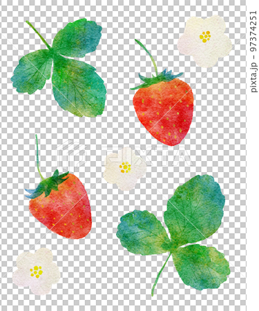 草莓和草莓葉水彩插圖 97374251