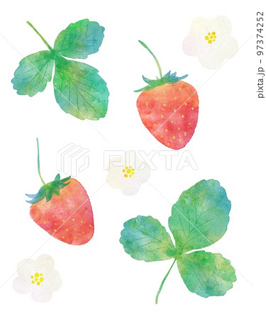 苺とイチゴの葉っぱの水彩画イラストの 97374252