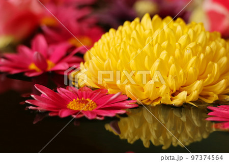 花　flower　リフレクション 97374564