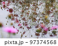 秋桜のリフレクション　コスモス 97374568