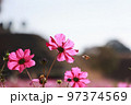 コスモスと蜂 97374569