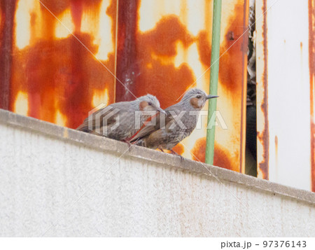 ヒヨドリ夫婦 ヒヨドリ夫婦 97376143