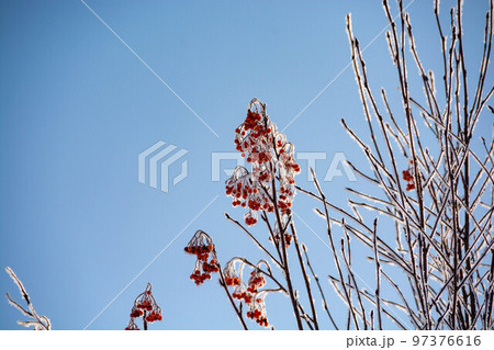 霜に覆われた赤いナナカマドの実 97376616