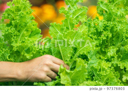 Salad or lettuce leaf growing in garden field, green agriculture organic farm, healthy food for diet. Selective focus 97376803