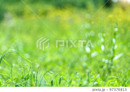 Colorful summer, spring bokeh background. Abstract soft green texture. Green color. Selective focus 97376813