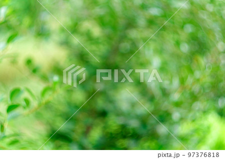 Unfocused green summer grass background defocusing, on a sunny summer day. Natural green plant grass background. 97376818