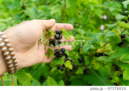 Black currant large berries ripening on stem of plant, Growing currants. Selective focus 97376819