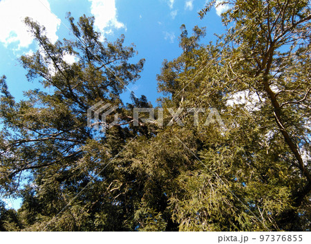 静岡県浜松市浜北区本沢合（ほんざわい）の天然記念物　北浜の大カヤノキ 97376855