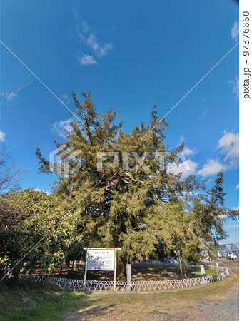 静岡県浜松市浜北区本沢合（ほんざわい）の天然記念物　北浜の大カヤノキ 97376860