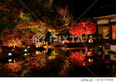 岩手県奥州市　えさし藤原の郷　紅葉ライトアップ 97377444