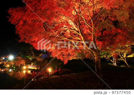 岩手県奥州市　えさし藤原の郷　紅葉ライトアップ 97377450