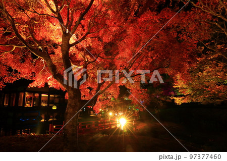 岩手県奥州市 えさし藤原の郷 紅葉ライトアップ 岩手県奥州市 えさし藤原の郷 紅葉ライトアップ 97377460