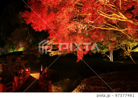 岩手県奥州市　えさし藤原の郷　紅葉ライトアップ 97377461