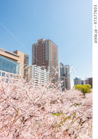 「埼玉県」川口駅西口　桜 97377603