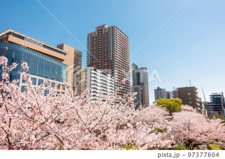 「埼玉県」川口駅西口 桜 「埼玉県」川口駅西口 桜 97377604