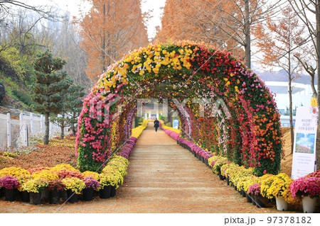 自然 景色 花びら 97378182