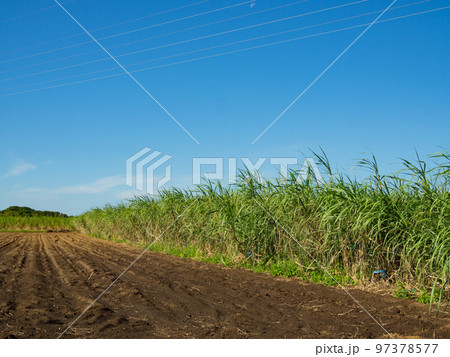 種子島のさとうきび② 種子島のさとうきび② 97378577