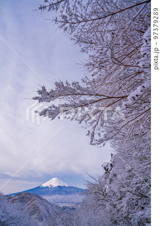 (山梨県)日本の冬景色・雪が降った御坂峠から望む富士山 (山梨県)日本の冬景色・雪が降った御坂峠から望む富士山 97379289