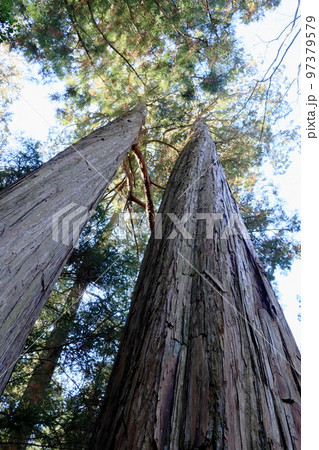 杉の巨木 ご神木 杉の巨木 ご神木 97379579