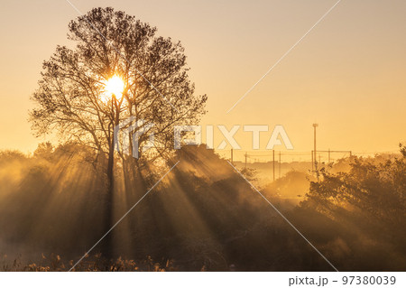「埼玉県」見沼田んぼの美しい朝霧の風景 97380039
