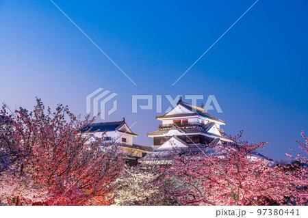 （愛媛県）松山城の夜桜　ライトアップ 97380441