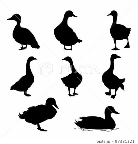 A set of duck vector silhouettes isolated on a white background.	 97381321