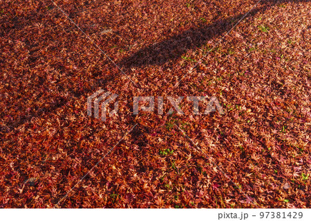 日吉大社　日吉馬場　敷紅葉 97381429