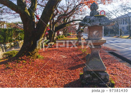 日吉大社　日吉馬場　敷紅葉 97381430