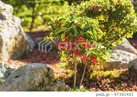 旧竹林院 庭 南天(滋賀県大津市坂本) 旧竹林院 庭 南天(滋賀県大津市坂本) 97381481