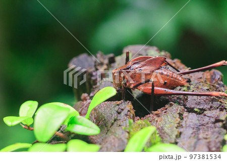 A brown leaf locust on a tree stump, Leaf Insect looks like a leaf. 97381534