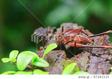 A brown leaf locust on a tree stump, Leaf Insect looks like a leaf. A brown leaf locust on a tree stump, Leaf Insect looks like a leaf. 97381535