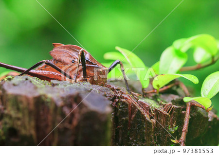 A brown leaf locust on a tree stump, Leaf Insect looks like a leaf. A brown leaf locust on a tree stump, Leaf Insect looks like a leaf. 97381553