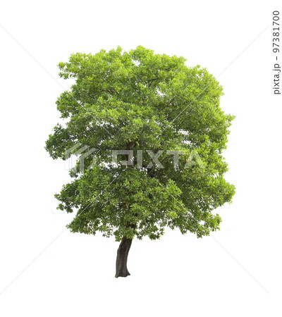 tree on white background isolated 97381700