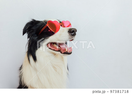 St. Valentine's Day concept. Funny puppy dog border collie in red heart shaped glasses isolated on white background. Lovely dog in love celebrating valentines day. Love lovesick romance postcard St. Valentine's Day concept. Funny puppy dog border collie in red heart shaped glasses isolated on white background. Lovely dog in love celebrating valentines day. Love lovesick romance postcard 97381718
