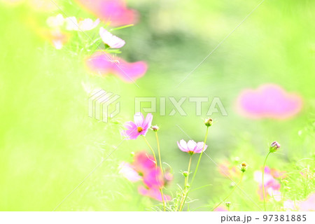 秋の花,秋桜 秋の花,秋桜 97381885