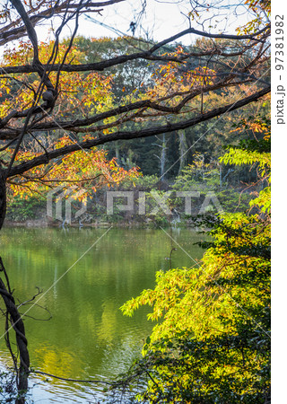 《愛知県》尾張旭市　秋の愛知県森林公園 97381982
