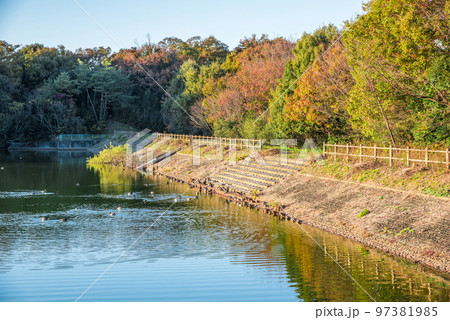 《愛知県》尾張旭市 秋の愛知県森林公園 《愛知県》尾張旭市 秋の愛知県森林公園 97381985