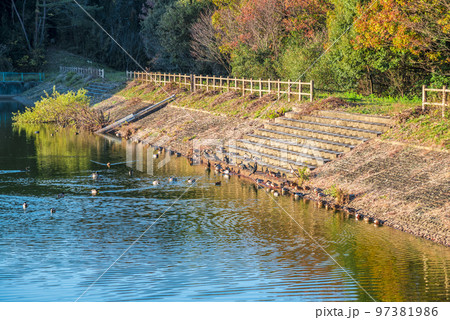 《愛知県》尾張旭市 秋の愛知県森林公園 《愛知県》尾張旭市 秋の愛知県森林公園 97381986
