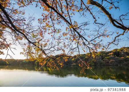 《愛知県》尾張旭市 秋の愛知県森林公園 《愛知県》尾張旭市 秋の愛知県森林公園 97381988