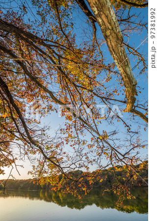《愛知県》尾張旭市　秋の愛知県森林公園 97381992