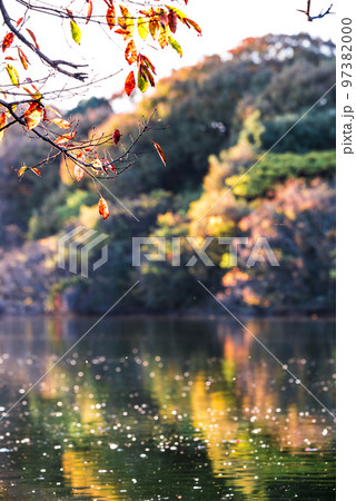 《愛知県》尾張旭市　秋の愛知県森林公園 97382000