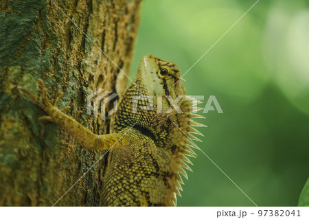 A lizard is climbing on a tree. A lizard is climbing on a tree. 97382041