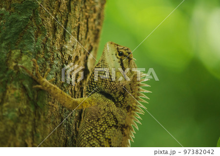 A lizard is climbing on a tree. A lizard is climbing on a tree. 97382042