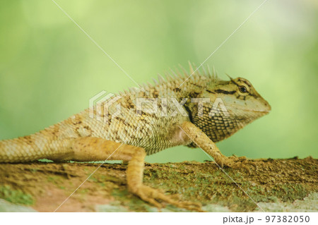 A lizard is climbing on a tree. A lizard is climbing on a tree. 97382050
