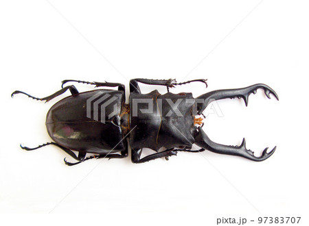 Stag beetle isolated on white. Prosopocoilus giraffa macro close up, lucanidae, coleoptera, insects collection. Stag beetle isolated on white. Prosopocoilus giraffa macro close up, lucanidae, coleoptera, insects collection. 97383707