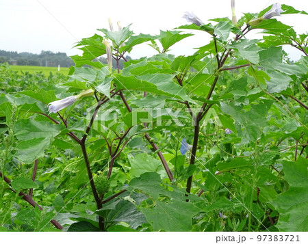 大豆圃場 雑草繁茂 アサガオ 大豆圃場 雑草繁茂 アサガオ 97383721