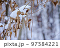 Grass in the snow. Snow covered the grass and bushes. White, crystalline snow on the ground. 97384221