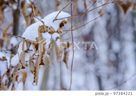 Grass in the snow. Snow covered the grass and bushes. White, crystalline snow on the ground. Grass in the snow. Snow covered the grass and bushes. White, crystalline snow on the ground. 97384221